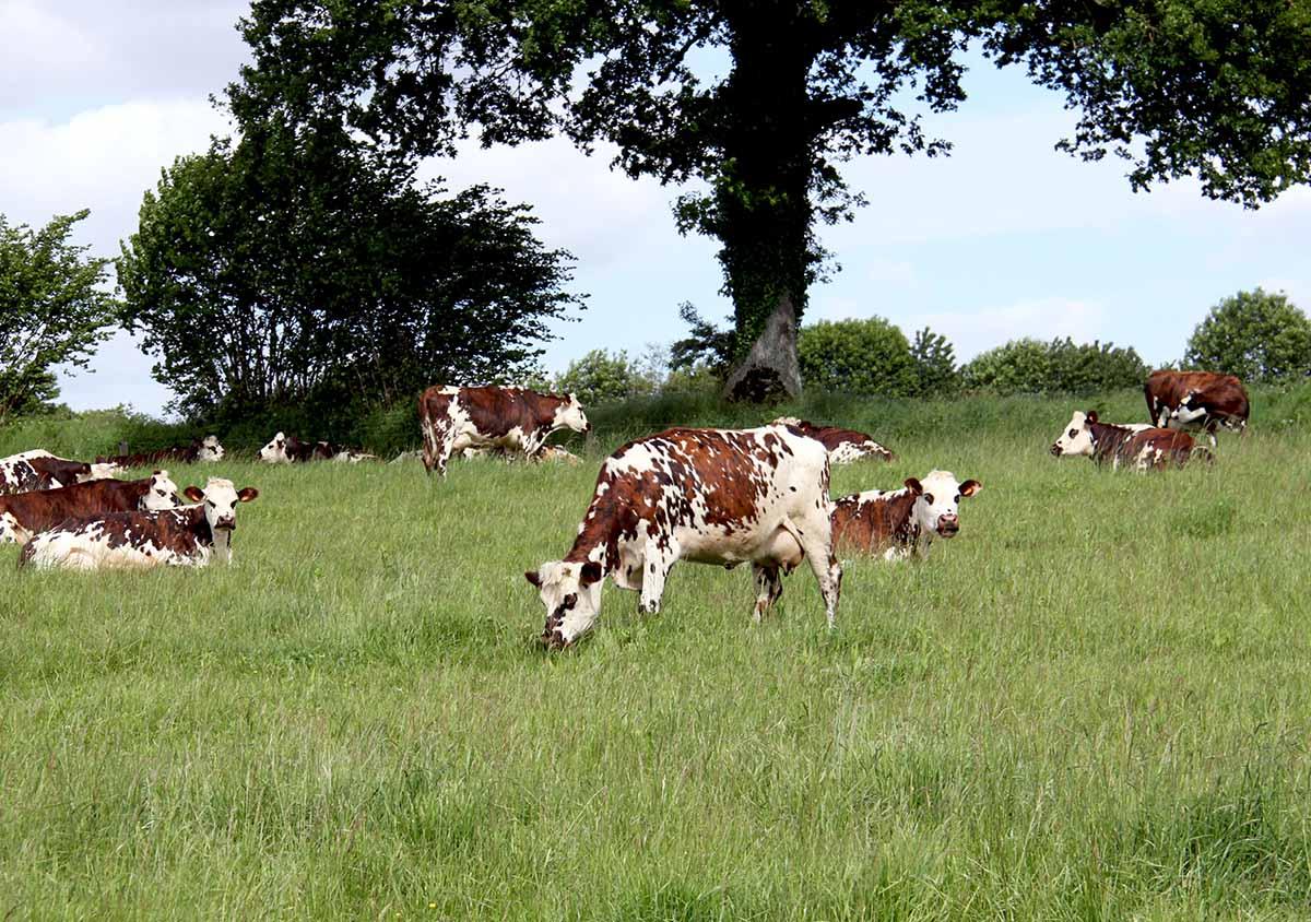 Vaches normandes Mayenne