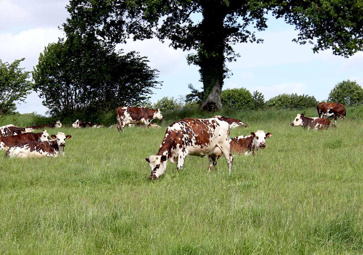 Vaches normandes Mayenne Vaches normandes Mayenne
