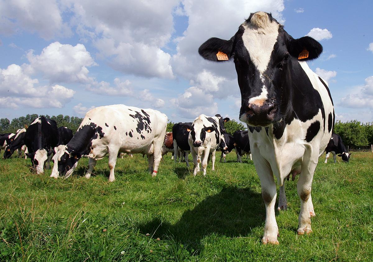 Vaches Mayenne